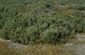 Atriplex Spp